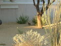 St. Bernards and the Rabbit 003
