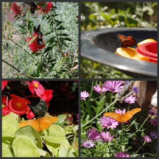 Botanical Garden Collage 3