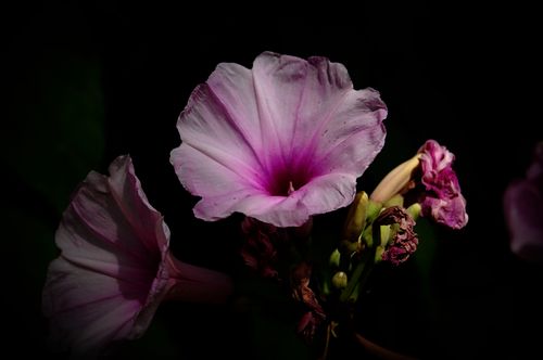DSC_0205a