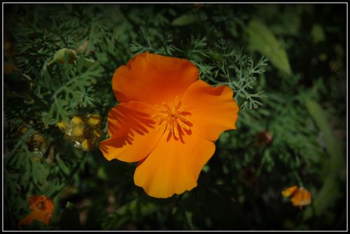 DSC_0267a