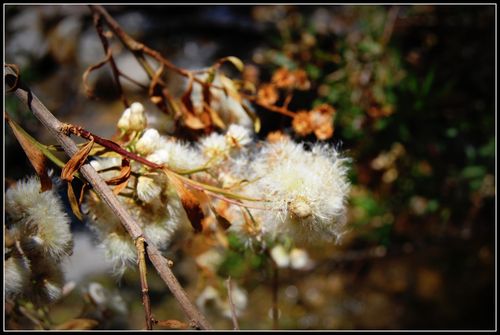 DSC_0152a