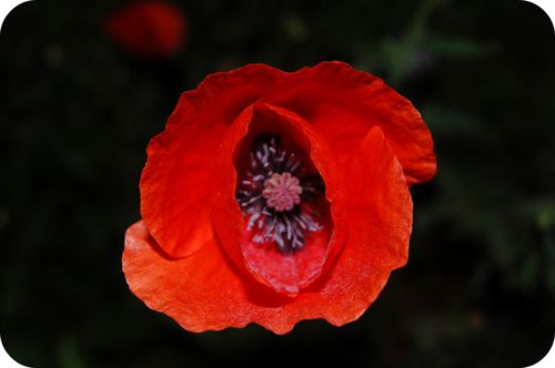 DSC_0214a