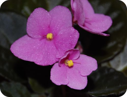 DSC_0003a