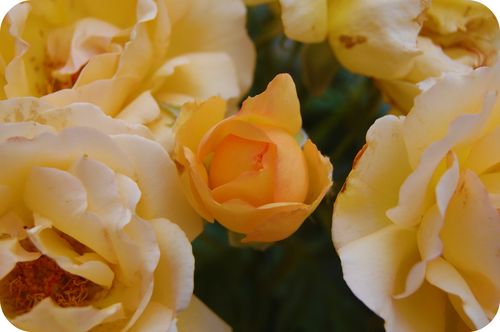 DSC_0351a