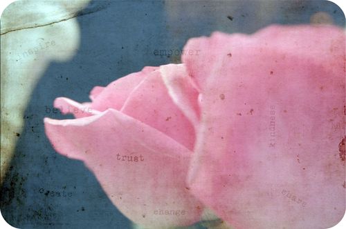 Pink Roses Texture