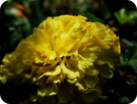 DSC_0147a