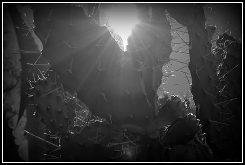 DSC_0101a DSC_0101a