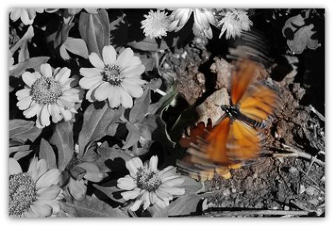 DSC_0125a