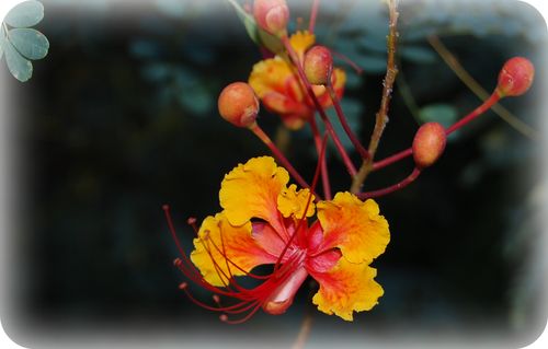 DSC_0114a DSC_0114a