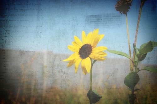 Sunflower Boost Sunflower Boost