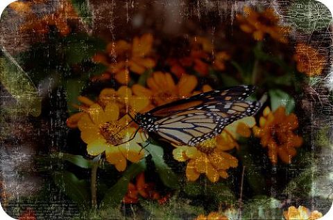 Butterfly Map Rounded
