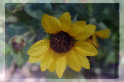 Sunflower Window Sunflower Window