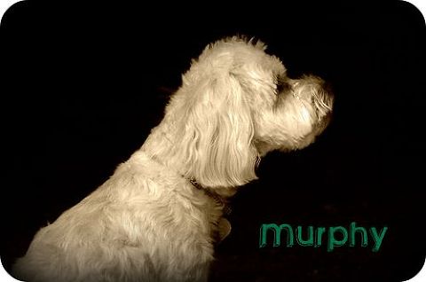 Murphy