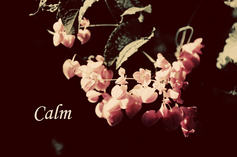 Calm Flower