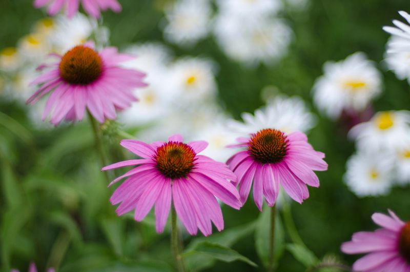 Lowell Observatory Flagstaff-18