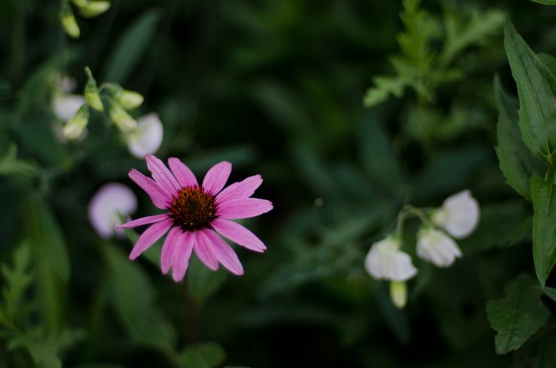 Lowell Observatory Flagstaff-10