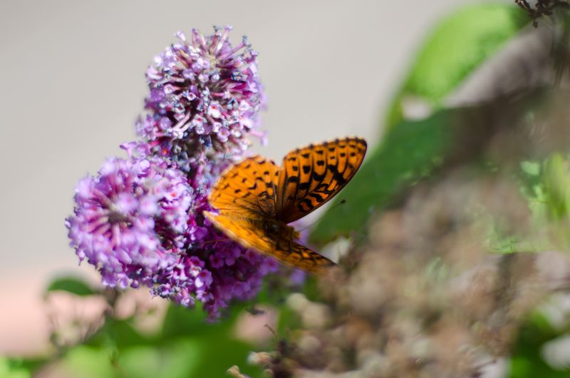 Carefree English Rose Tea Room-50