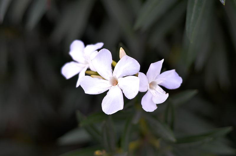 Songs Kate Sang Photography-9