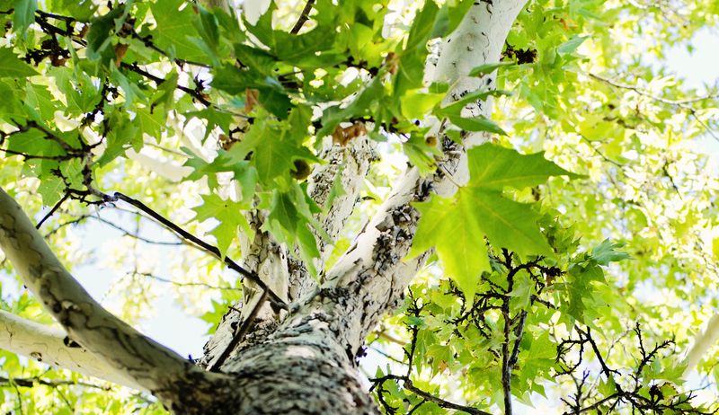 Eschbach Thompson Fall Break-112a