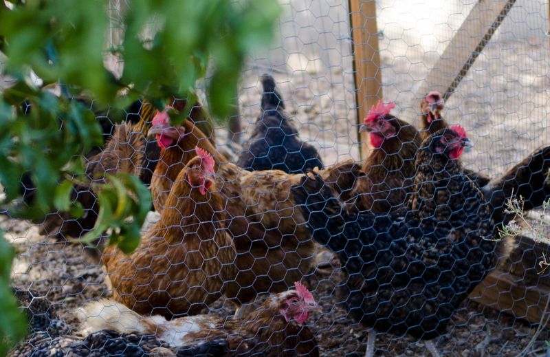 Eschbach Thompson Fall Break-178