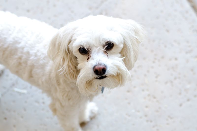 Kate Eschbach Photography - Jedi, Mocha and Murphy-7