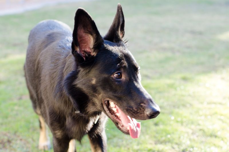 Kate Eschbach Photography - Jedi, Mocha and Murphy-17