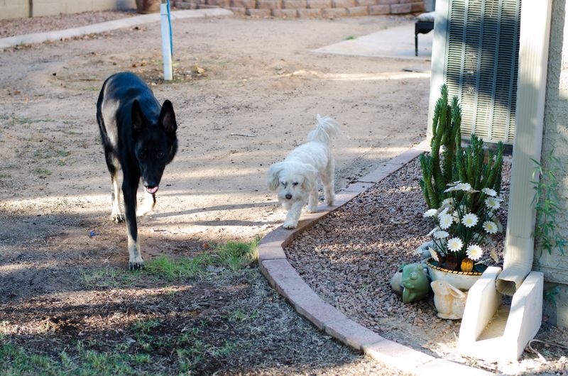 Kate Eschbach Photography - Jedi, Mocha and Murphy-4
