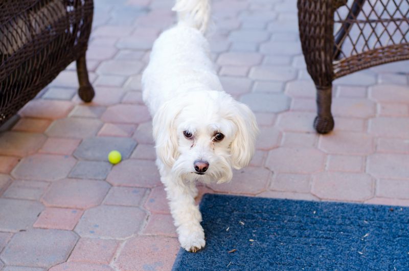 Kate Eschbach Photography - Jedi, Mocha and Murphy-13