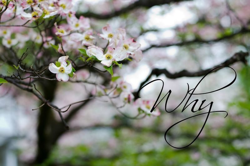 Kate Eschbach Photography - Why