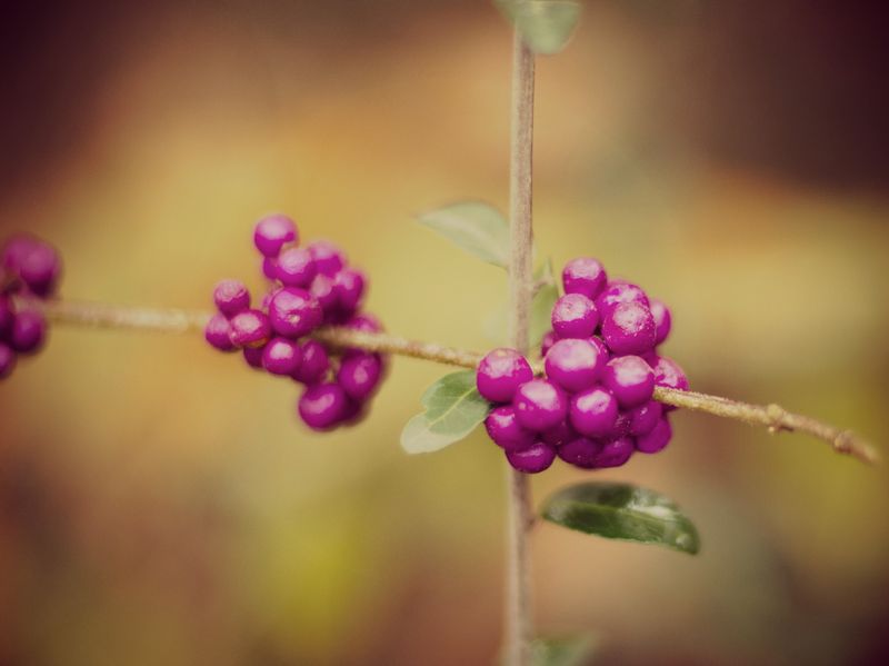 Kate Eschbach Photography-6dusk