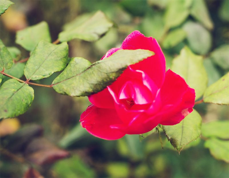 Kate Eschbach Photography-2a