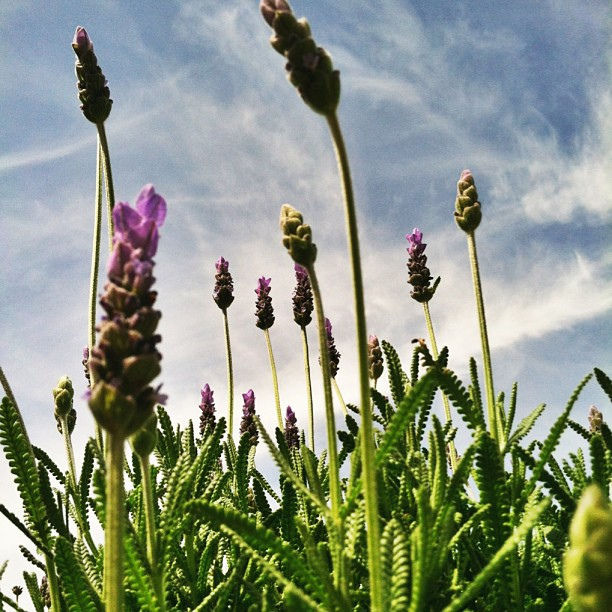 Fragrant lavender always makes me think of @jeanneoliver
