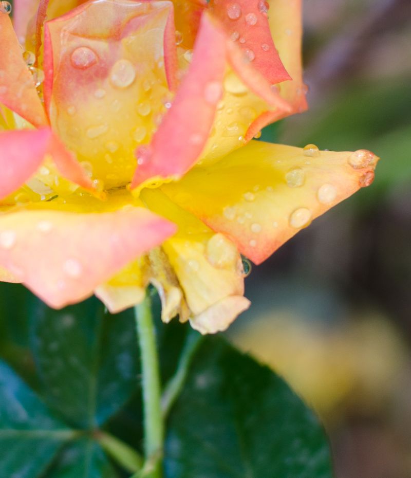 Kate Eschbach Photography-500-4