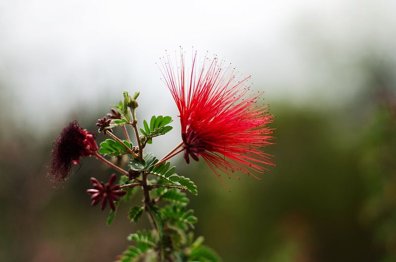 Desert Botanical Gardens - Kate Eschbach Photography - 1a
