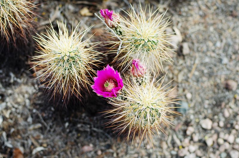 Desert Botanical Gardens - Kate Eschbach Photography - 3a