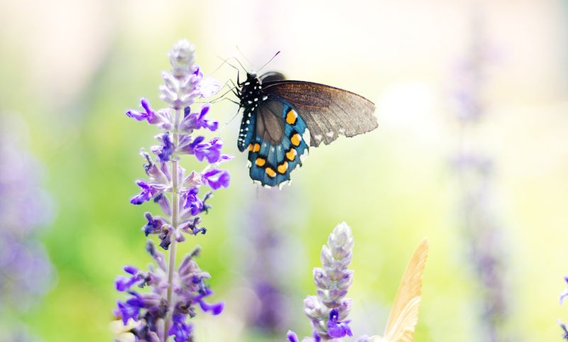 Desert Botanical Gardens - Kate Eschbach Photography - 2a