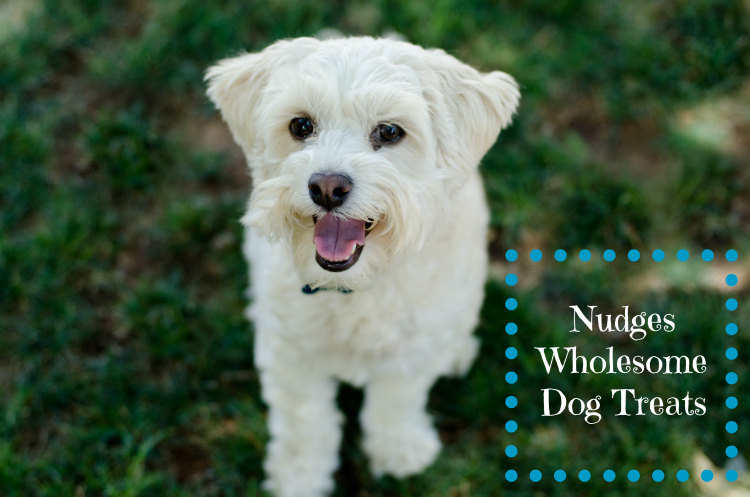 Nudges Dog Treats - Kate Eschbach Photography-1a