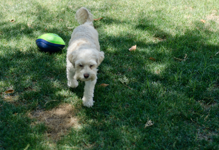 Nudges Dog Treats - Kate Eschbach Photography-2a