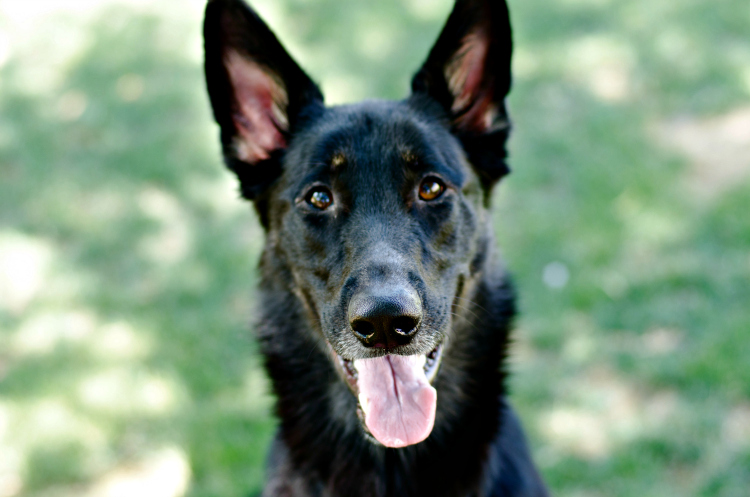 Nudges Dog Treats - Kate Eschbach Photography-3a