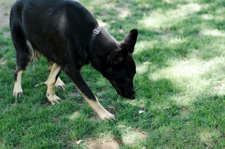 Nudges Dog Treats - Kate Eschbach Photography-5a