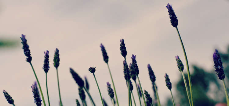 Desert Botanical Gardens - Kate Eschbach Photography-89