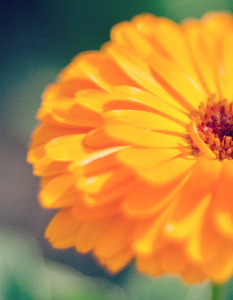 Desert Botanical Gardens - Kate Eschbach Photography-92