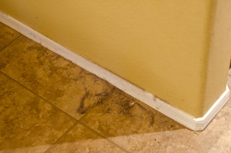 #Bissell Perfect Turbo Sweet -  Kate Eschbach Photography-3