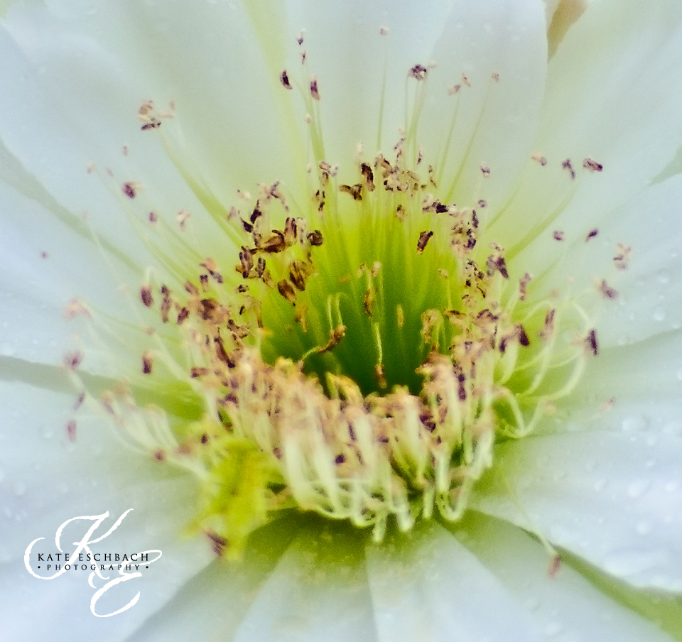 #CereusHildmannianus - Kate Eschbach Photography-11a