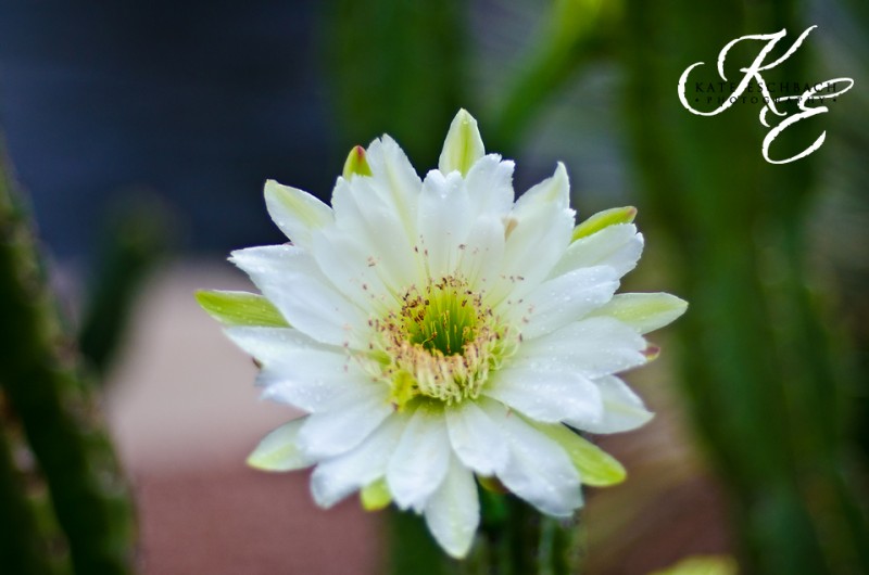 #CereusHildmannianus - Kate Eschbach Photography-14a