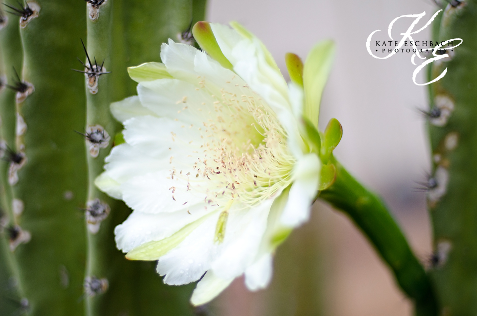 #CereusHildmannianus - Kate Eschbach Photography-8a