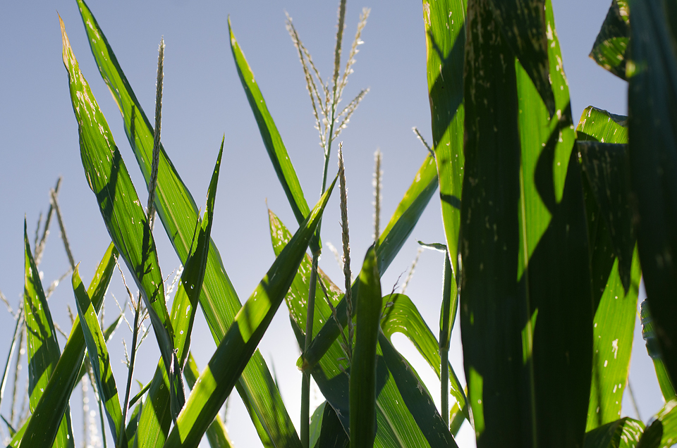 Tolmachoff Farms-15a