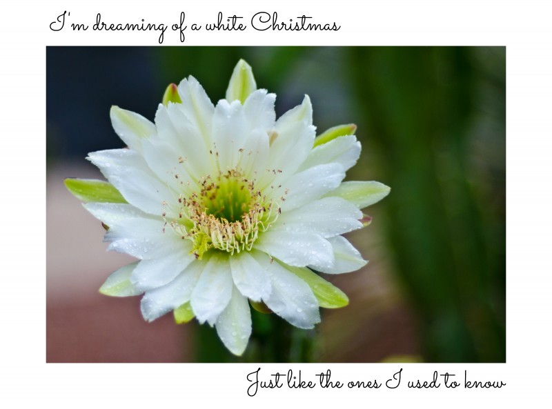 2013 Christmas Card - 1