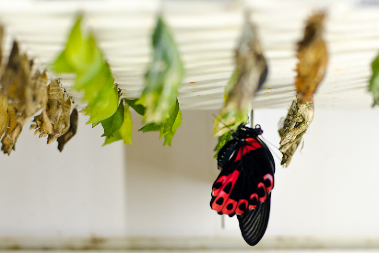 #Butterfly Wonderland-100