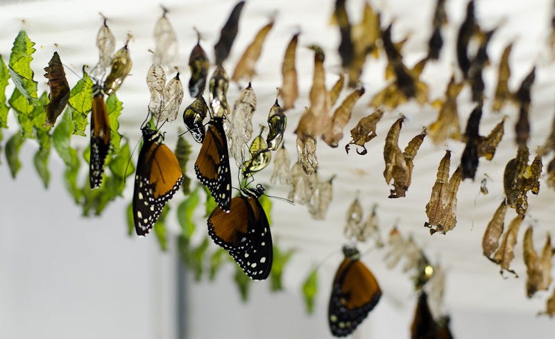 #Butterfly Wonderland-102